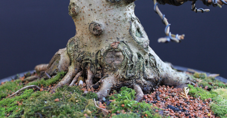 field maple bonsai approach graft roots